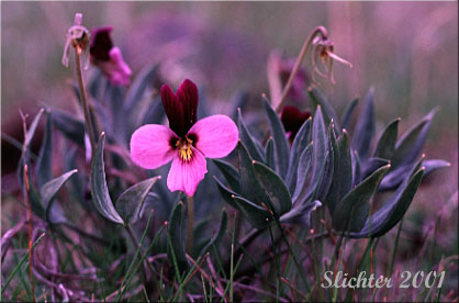 Desert Pansy, Rainier Violet, Sagebrush Violet, Three-nerved Violet: Viola trinervata